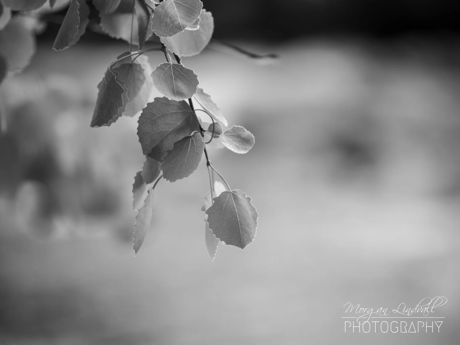 BW