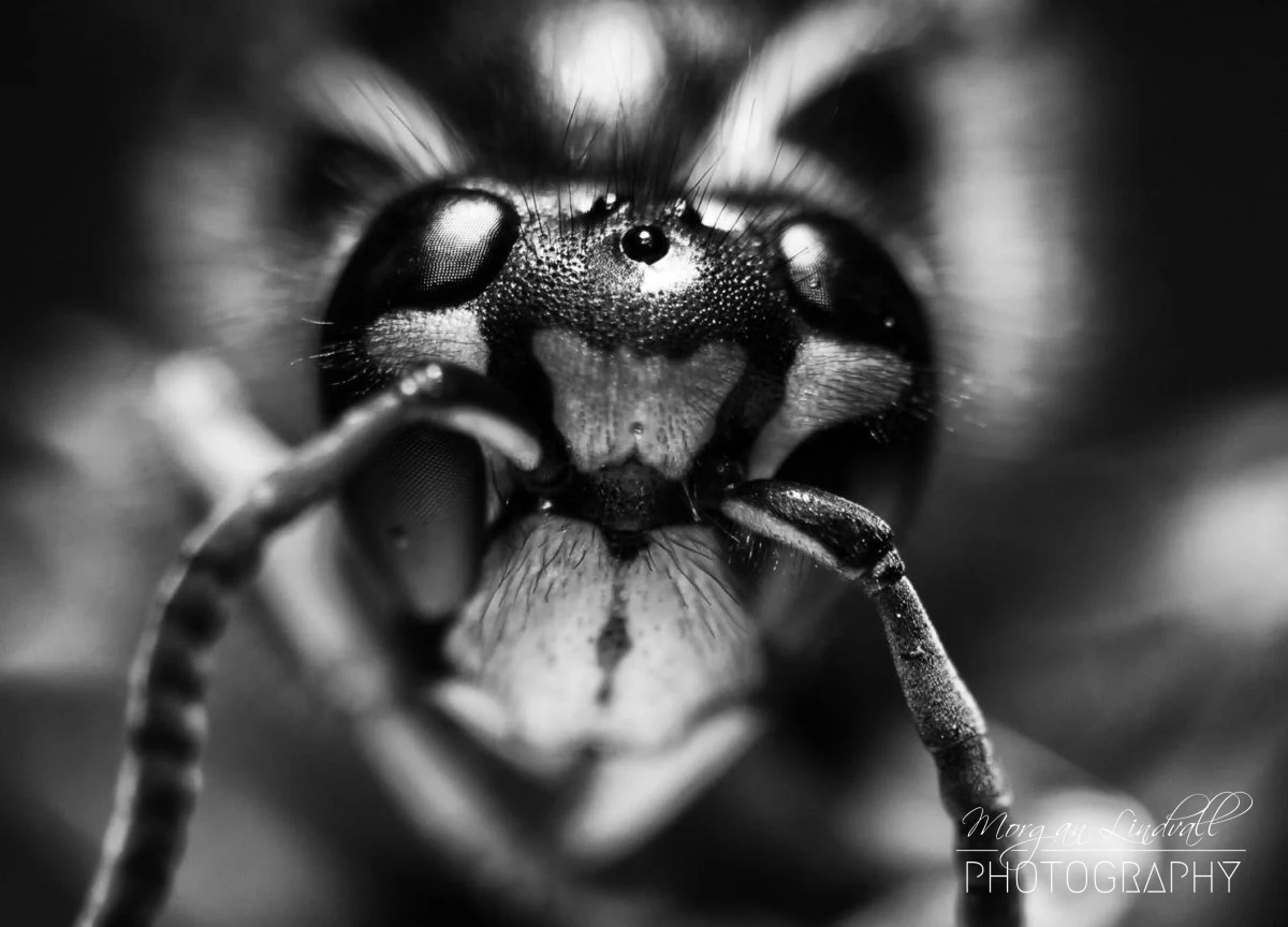 CloseUp