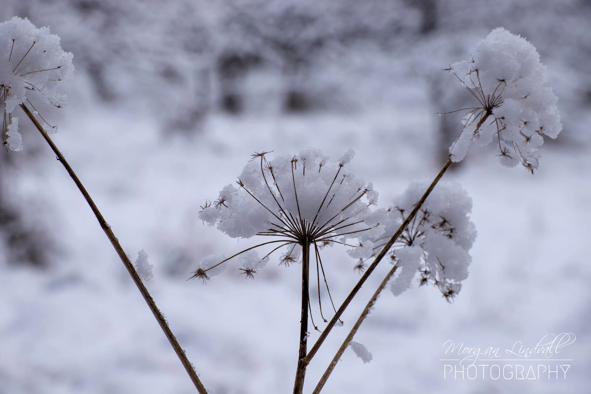 Vinter