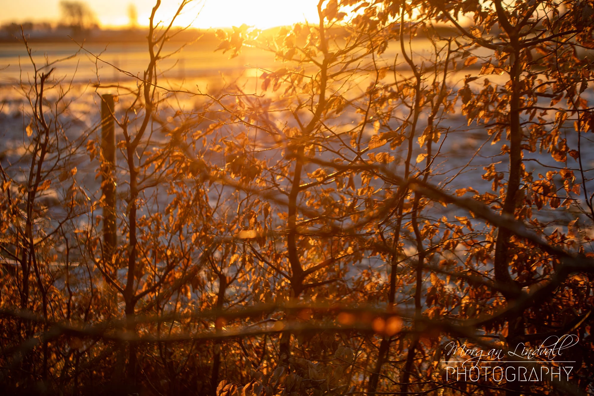 Vinter