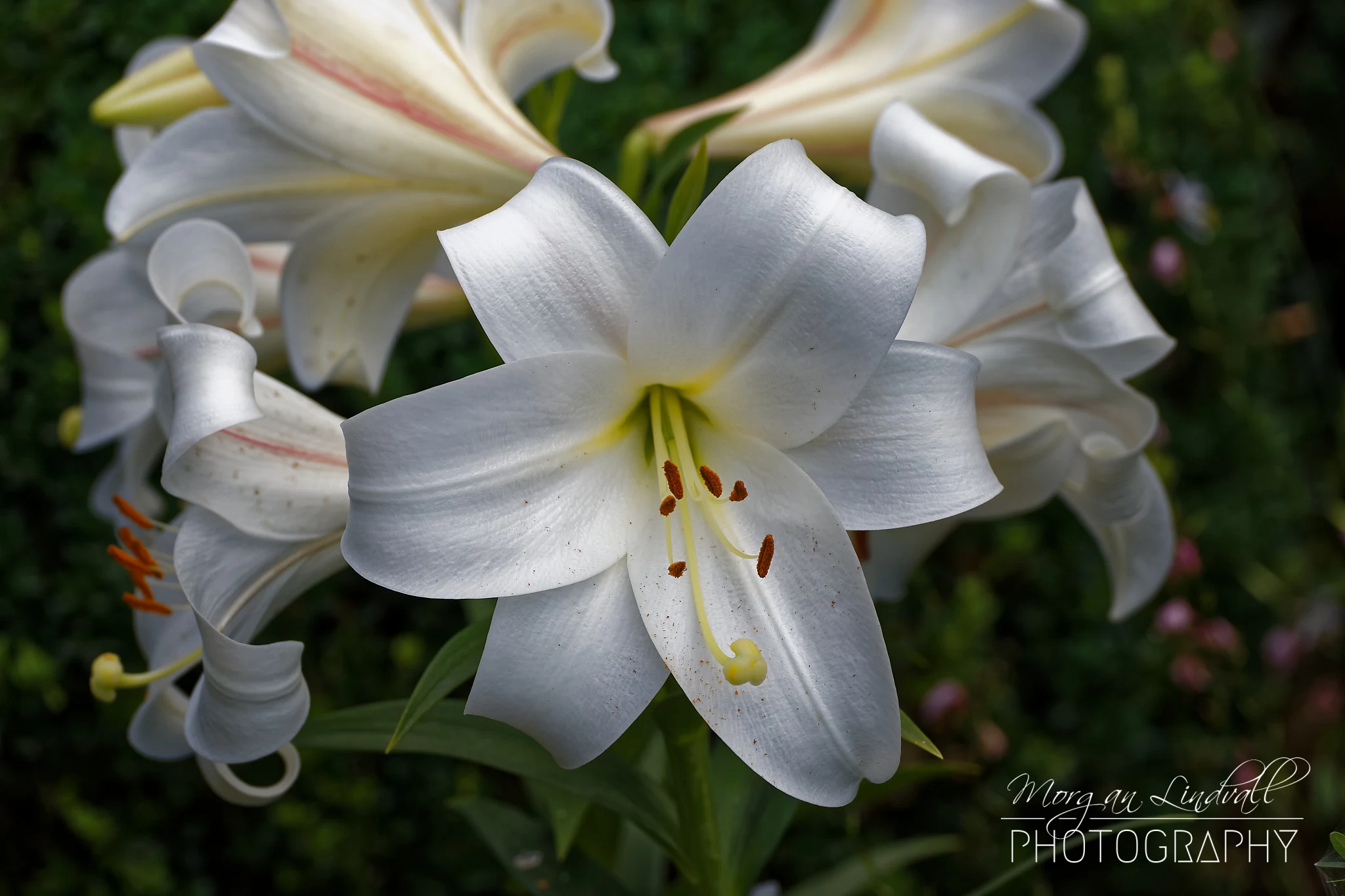 Macro