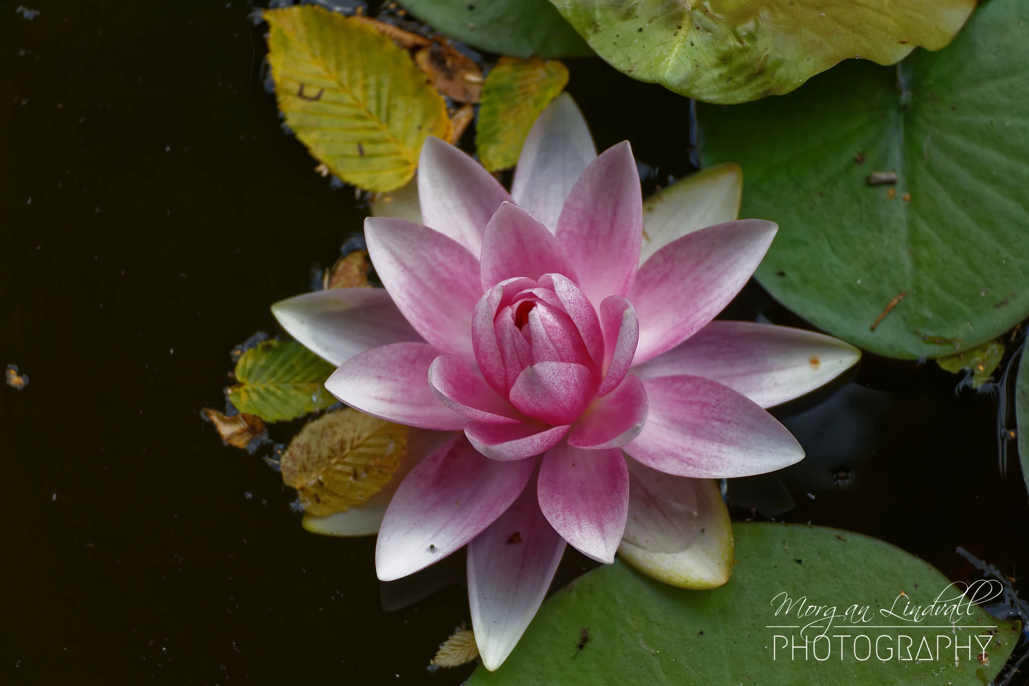 Macro