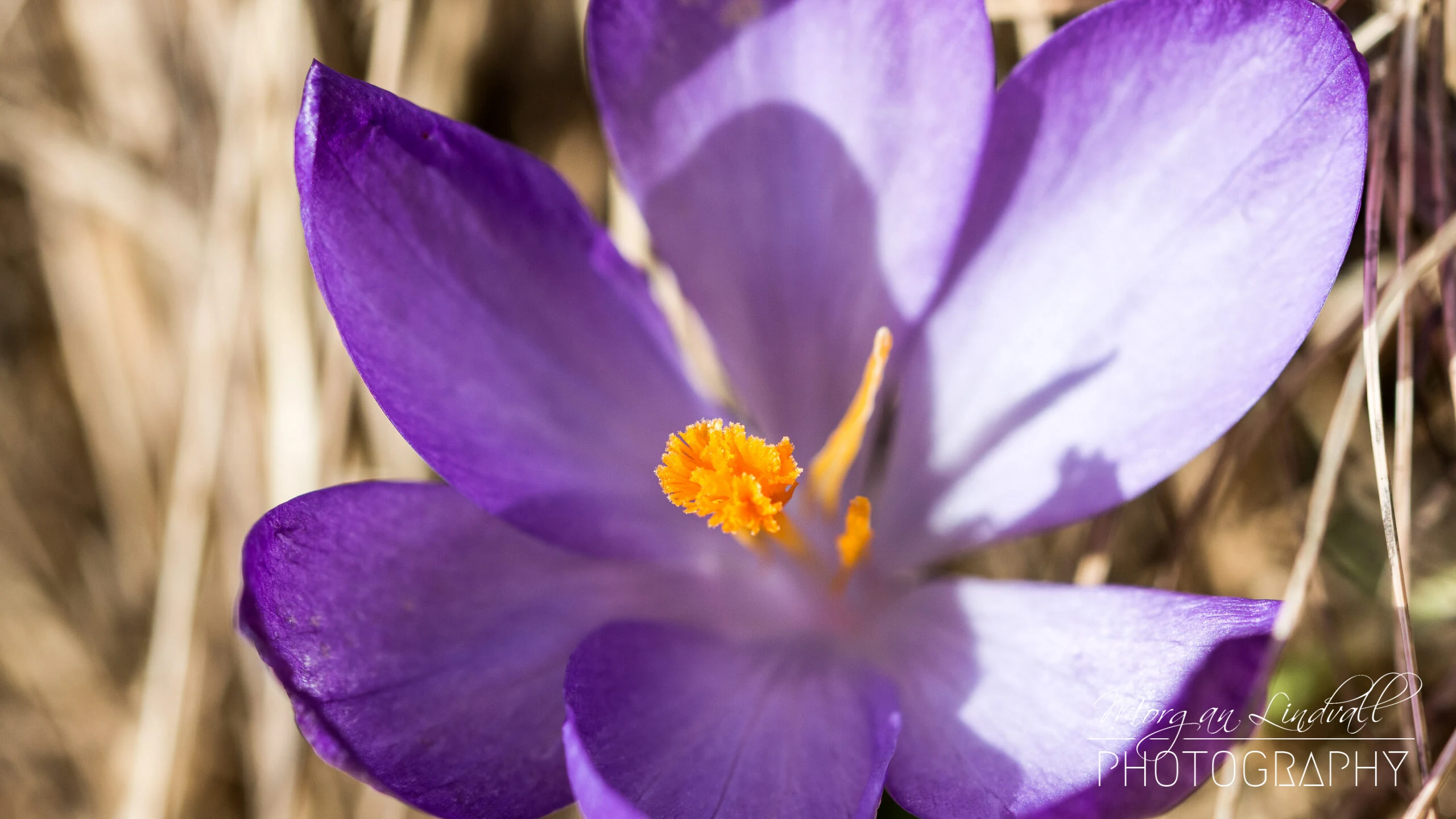 Macro