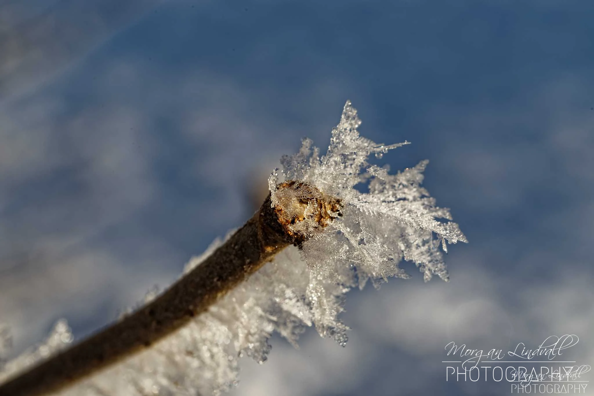 Vinter